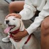 South Africa’s pet economy is worth R10.4bn and growing. Here is what is driving it
