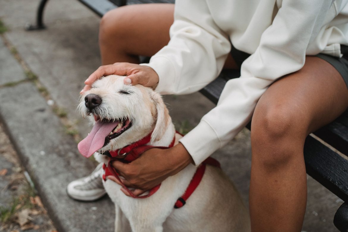 South Africa's pet economy is worth R10.4bn and growing. Here is what is driving it
