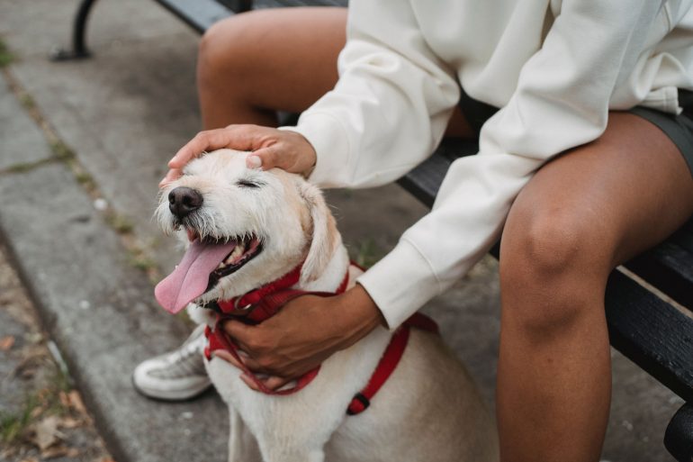 South Africa's pet economy is worth R10.4bn and growing. Here is what is driving it