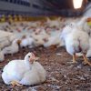 Desperate measures? Zimbabwe poultry farmers use ARVs to boost chicken growth