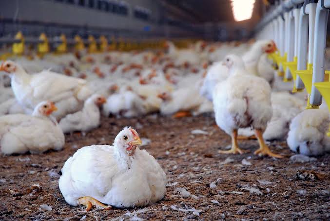 Desperate measures? Zimbabwe poultry farmers use ARVs to boost chicken growth