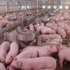 African Swine Fever hits Gauteng farms: Will pork prices increase?