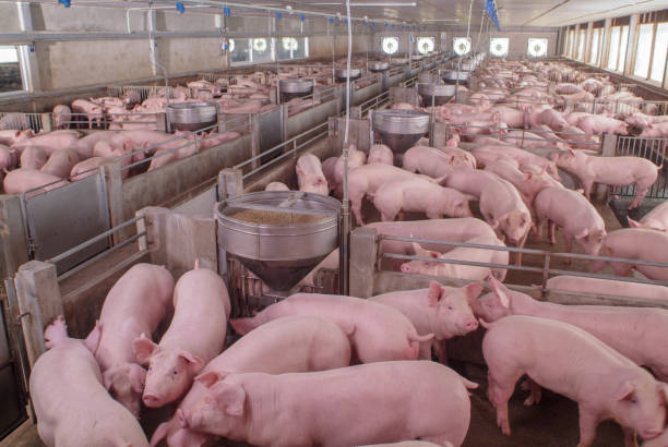 African Swine Fever hits Gauteng farms: Will pork prices increase?
