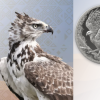 Gold, silver, and strength: SA Mint unveils exclusive Martial Eagle range