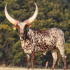 The R6.4million beauty: Why SA farmers are obsessed with Ankole genetics