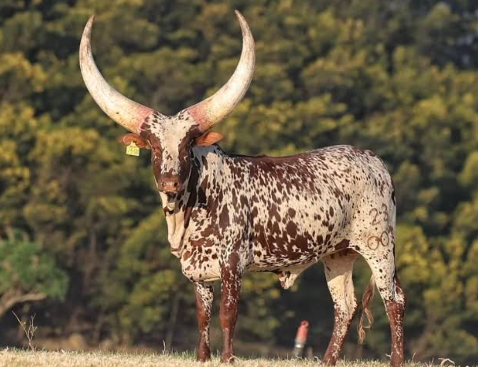 The R6.4million beauty: Why SA farmers are obsessed with Ankole genetics
